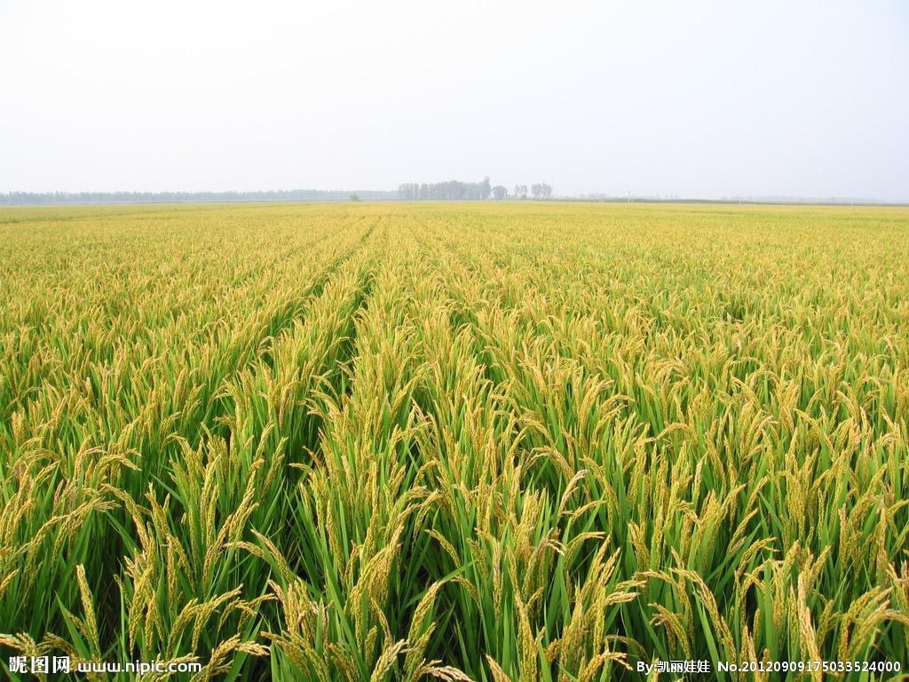 Is fertilizer toxic?