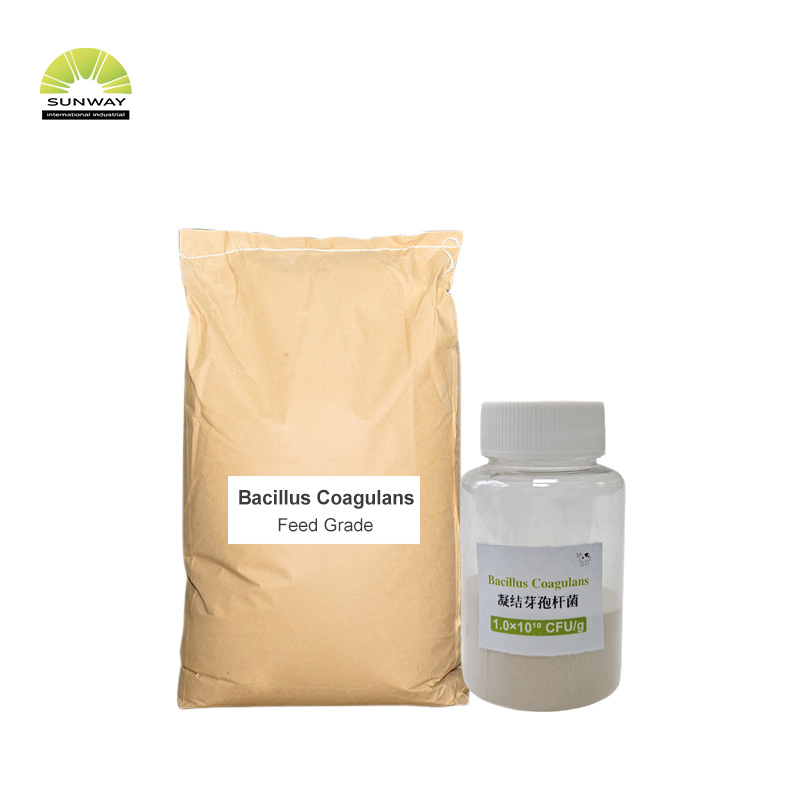 Feed Grade Bacillus Coagulans Probiotic Bacillus Coagulans Powder for Poultry