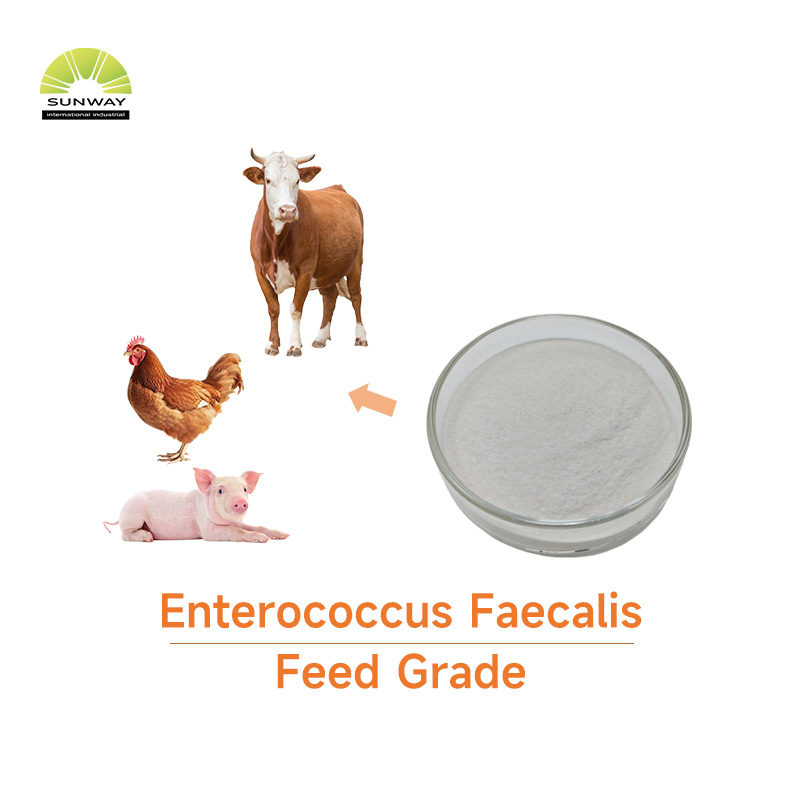 Factory Supply Enterococcus Faecalis 100 Billion Feed Additive Enterococcus Faecalis Powder for Animal