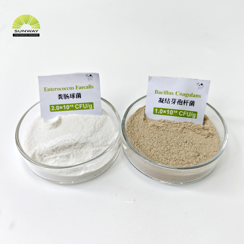 Feed Grade Bacillus Coagulans Probiotic Bacillus Coagulans Powder for Poultry