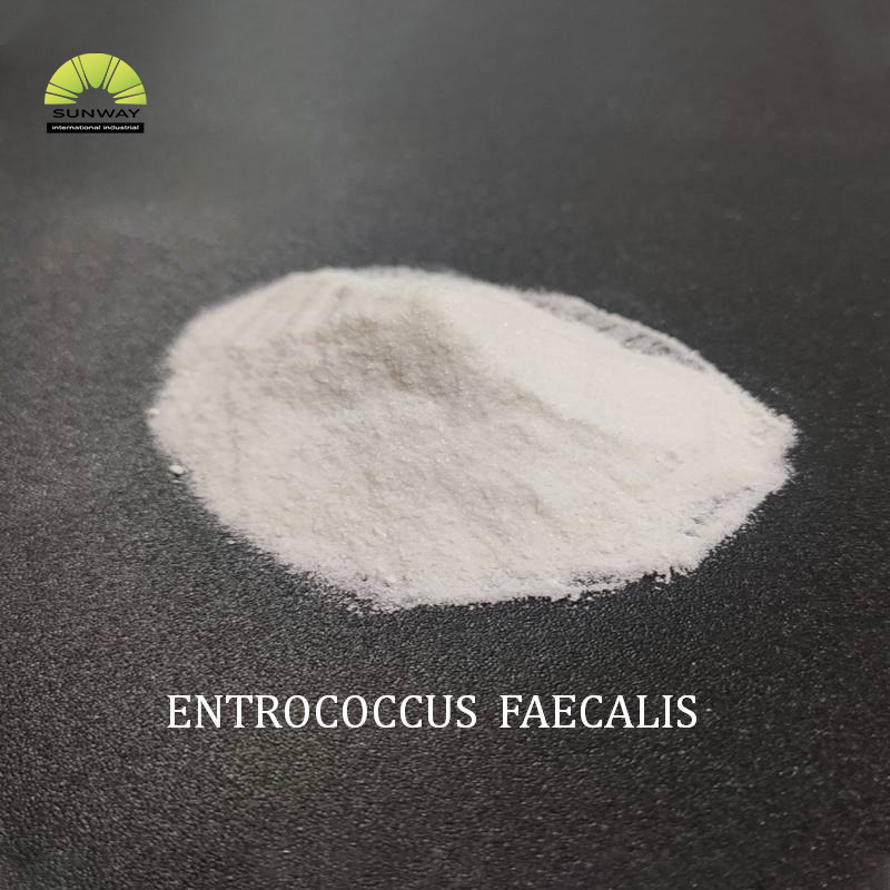 Factory Supply Enterococcus Faecalis 100 Billion Feed Additive Enterococcus Faecalis Powder for Animal