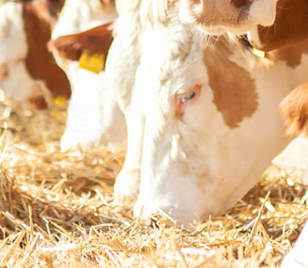 cow image
