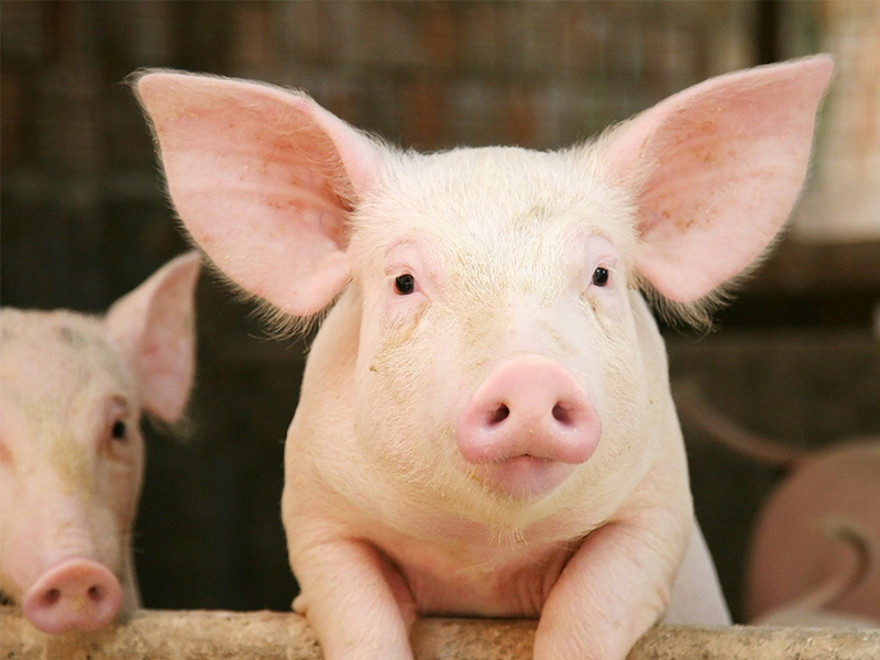 Swine Feed