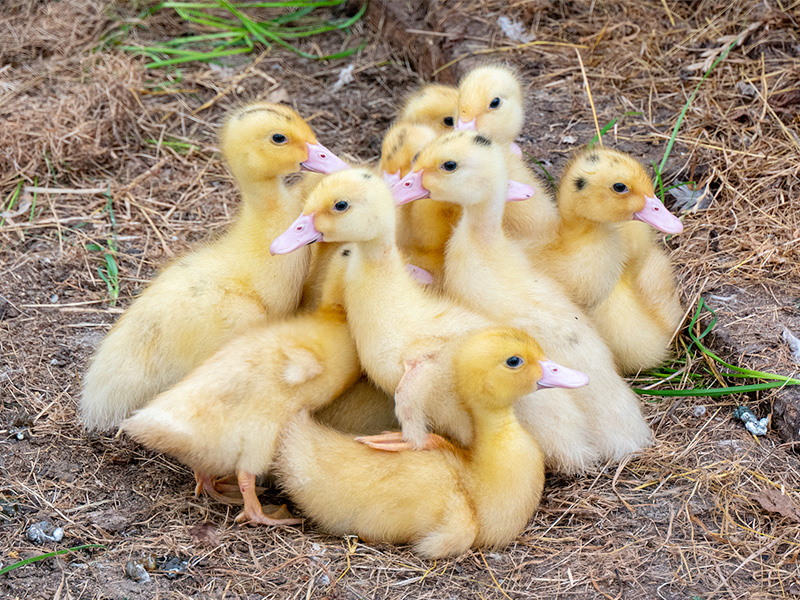 Poultry Feed