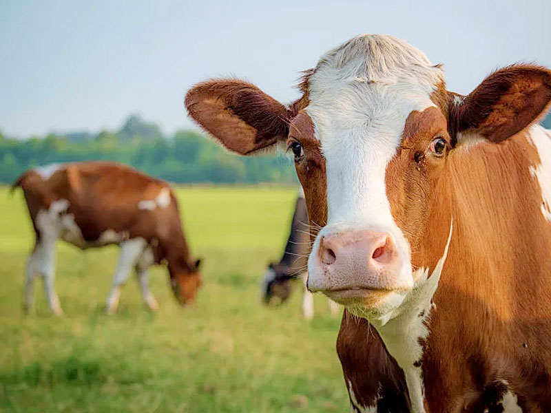 Ruminant Feed